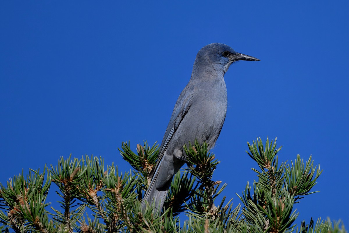 Pinyon Jay - ML643791776