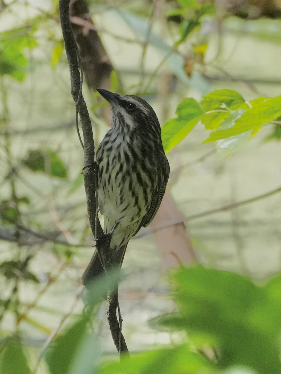Streaked Flycatcher - ML643791778