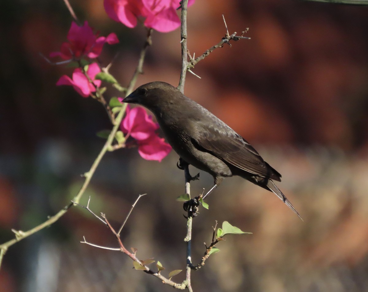 Brown-headed Cowbird - ML643791779
