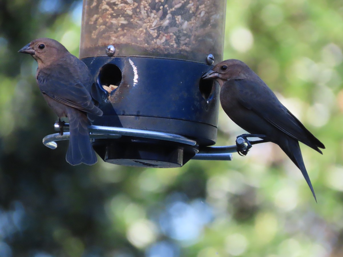Brown-headed Cowbird - ML643791780