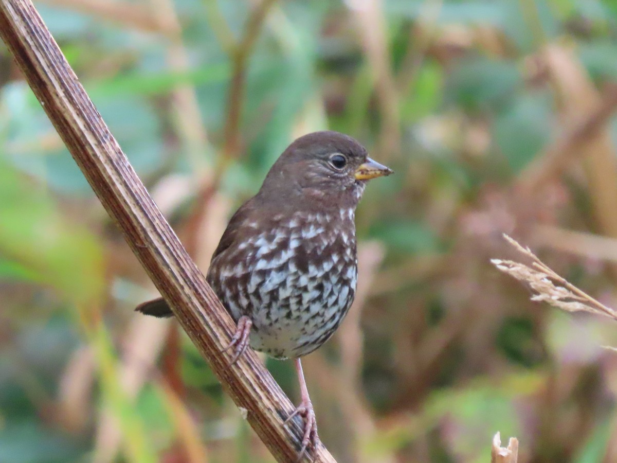 Fox Sparrow - ML643791781
