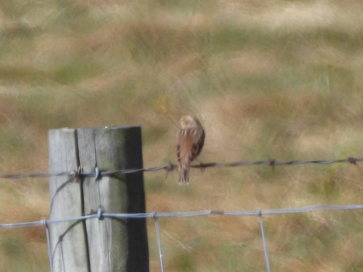 Savannah Sparrow - ML643791784