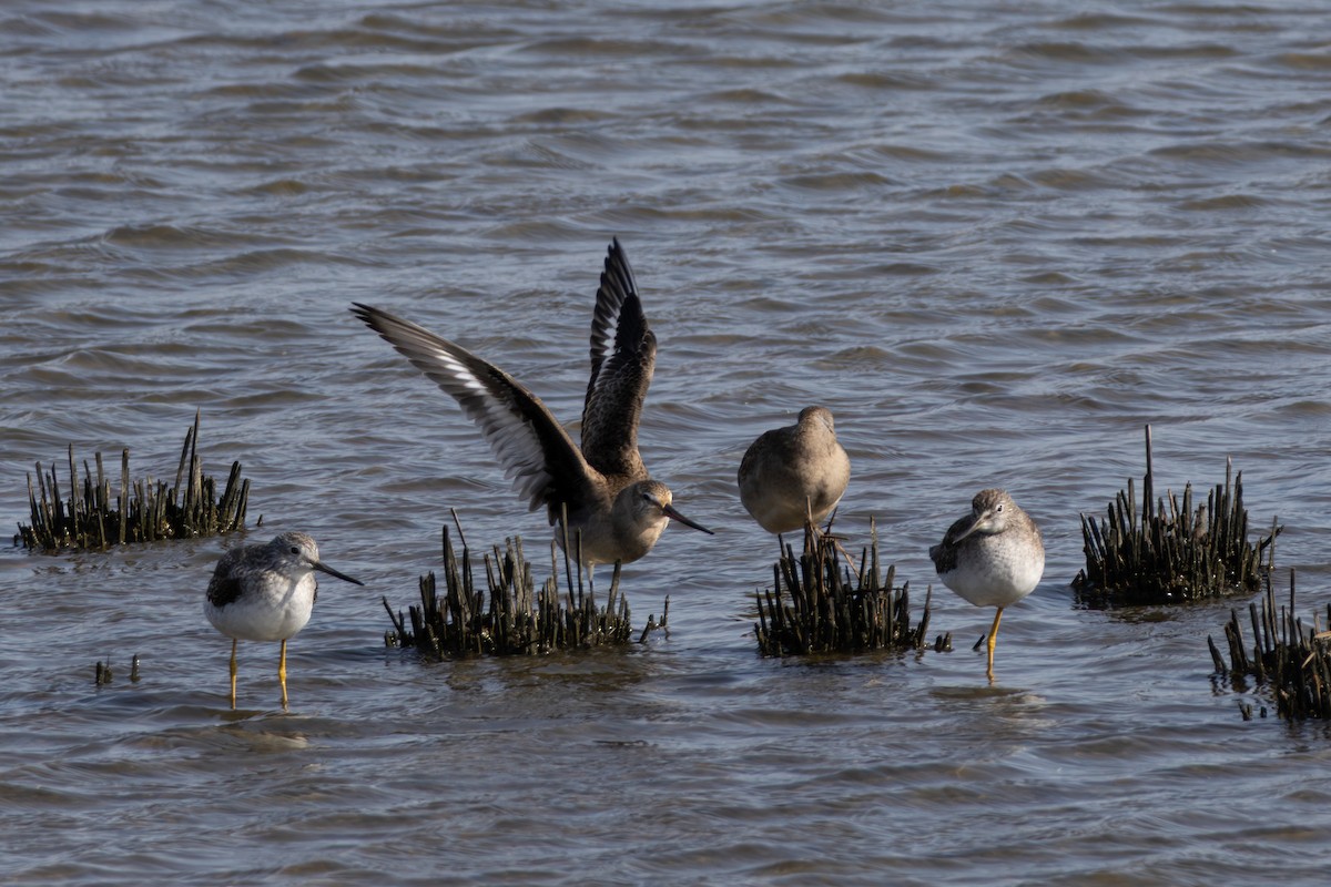 Hudsonian Godwit - ML643791785