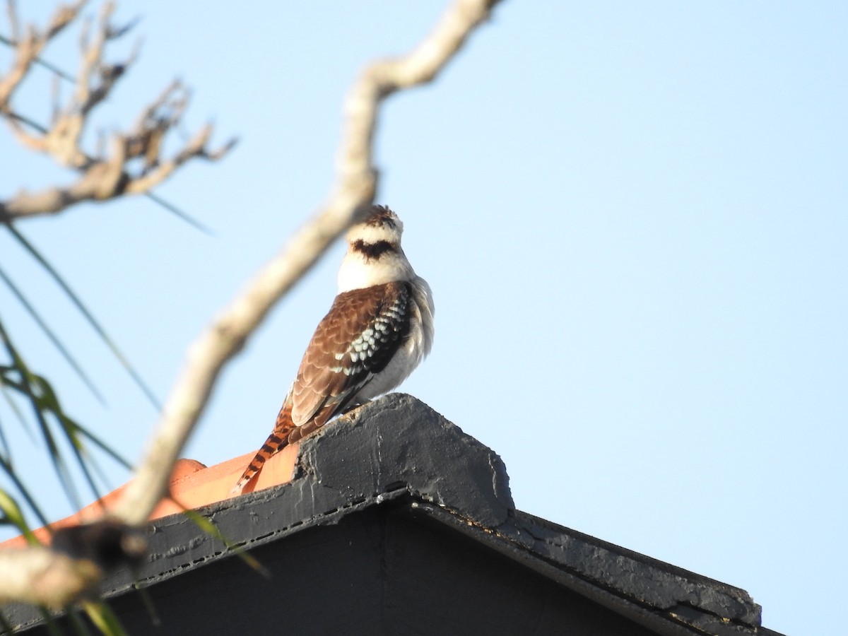 Laughing Kookaburra - ML643791786