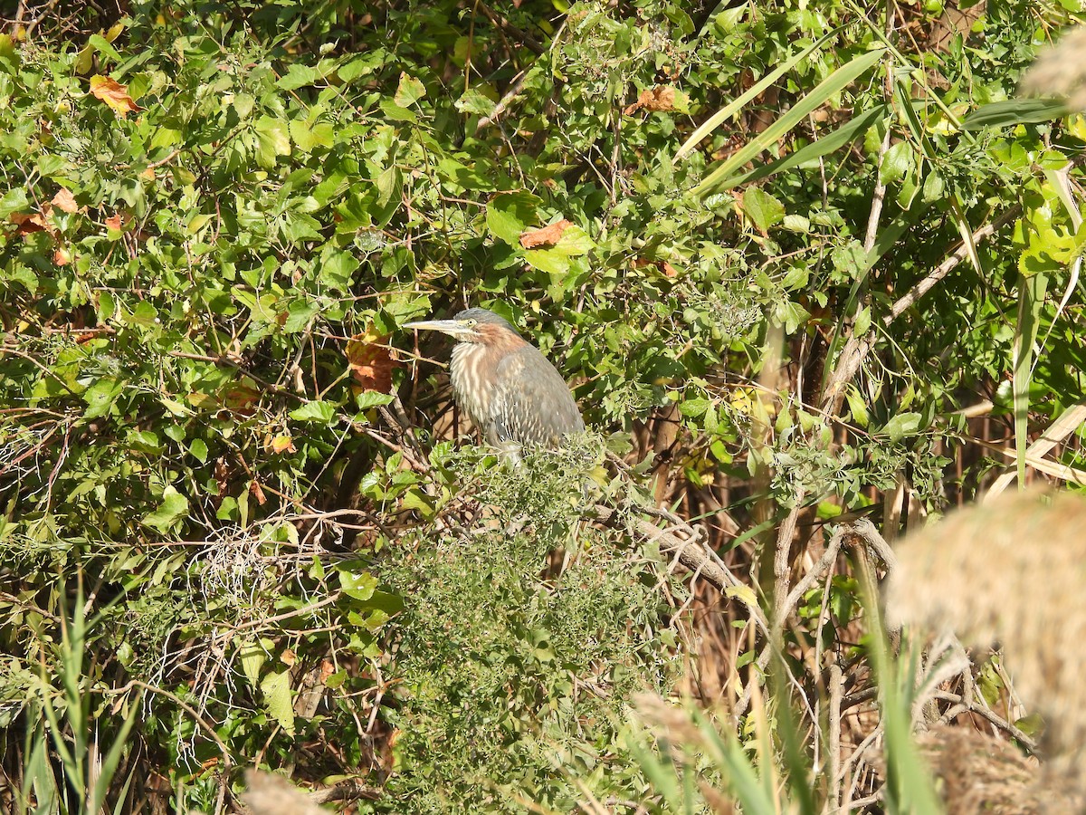 Green Heron - ML643791789