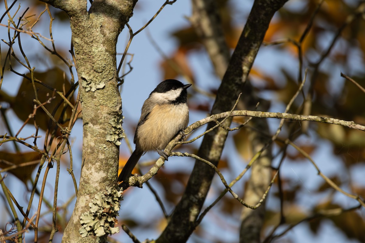 Carolina Chickadee - ML643791790