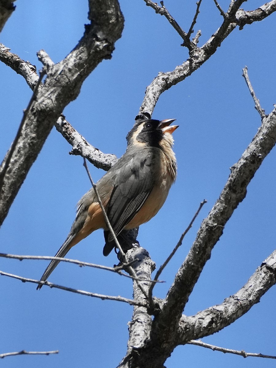 Golden-billed Saltator - ML643791791