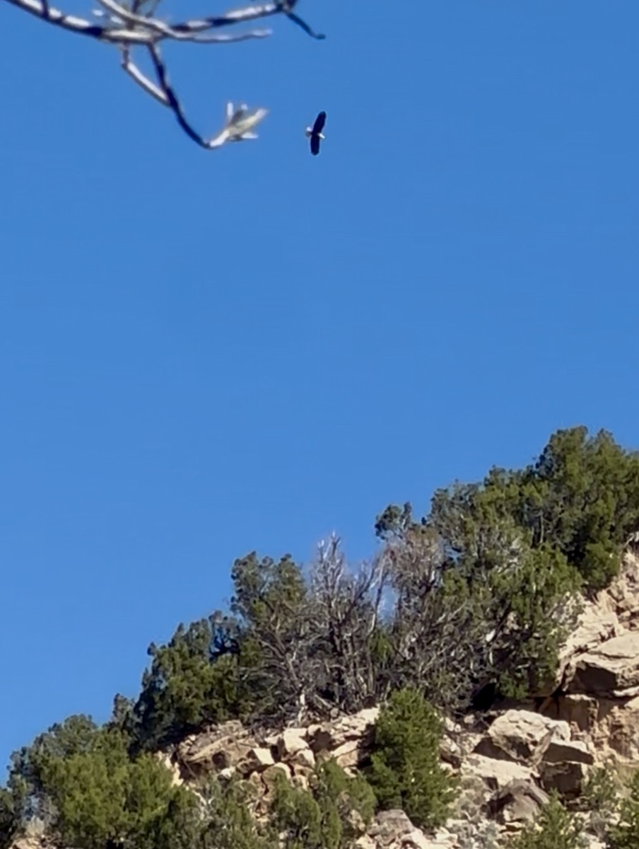 Белоголовый орлан - ML643791792