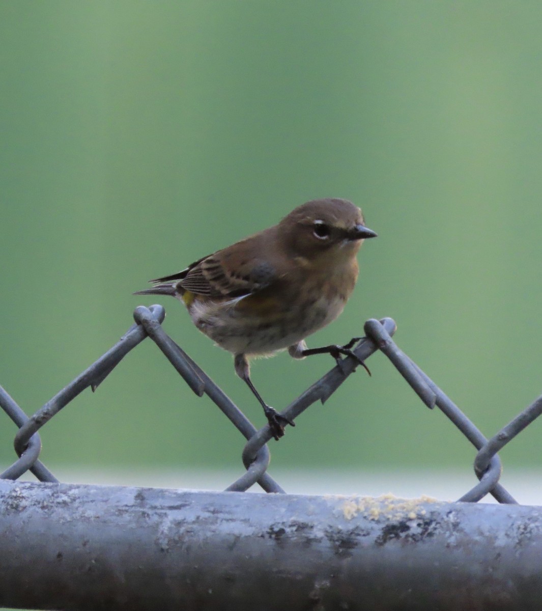 Yellow-rumped Warbler (Myrtle) - ML643791793