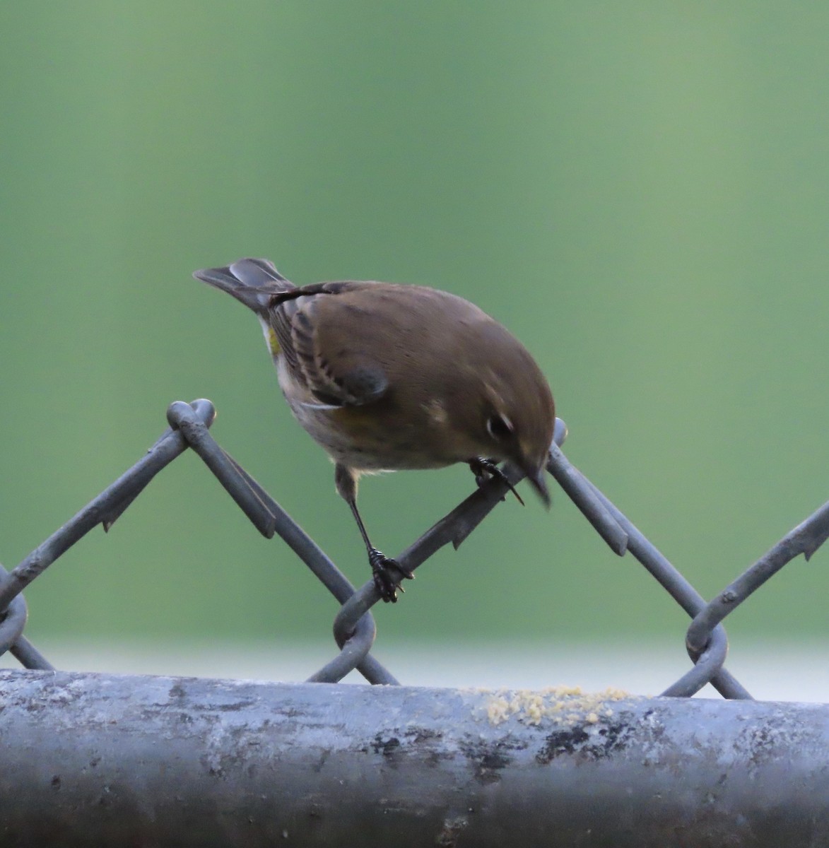 Yellow-rumped Warbler (Myrtle) - ML643791794