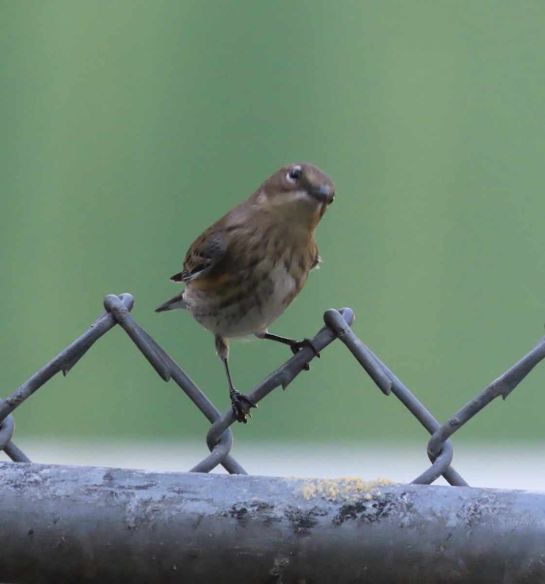 Yellow-rumped Warbler (Myrtle) - ML643791795