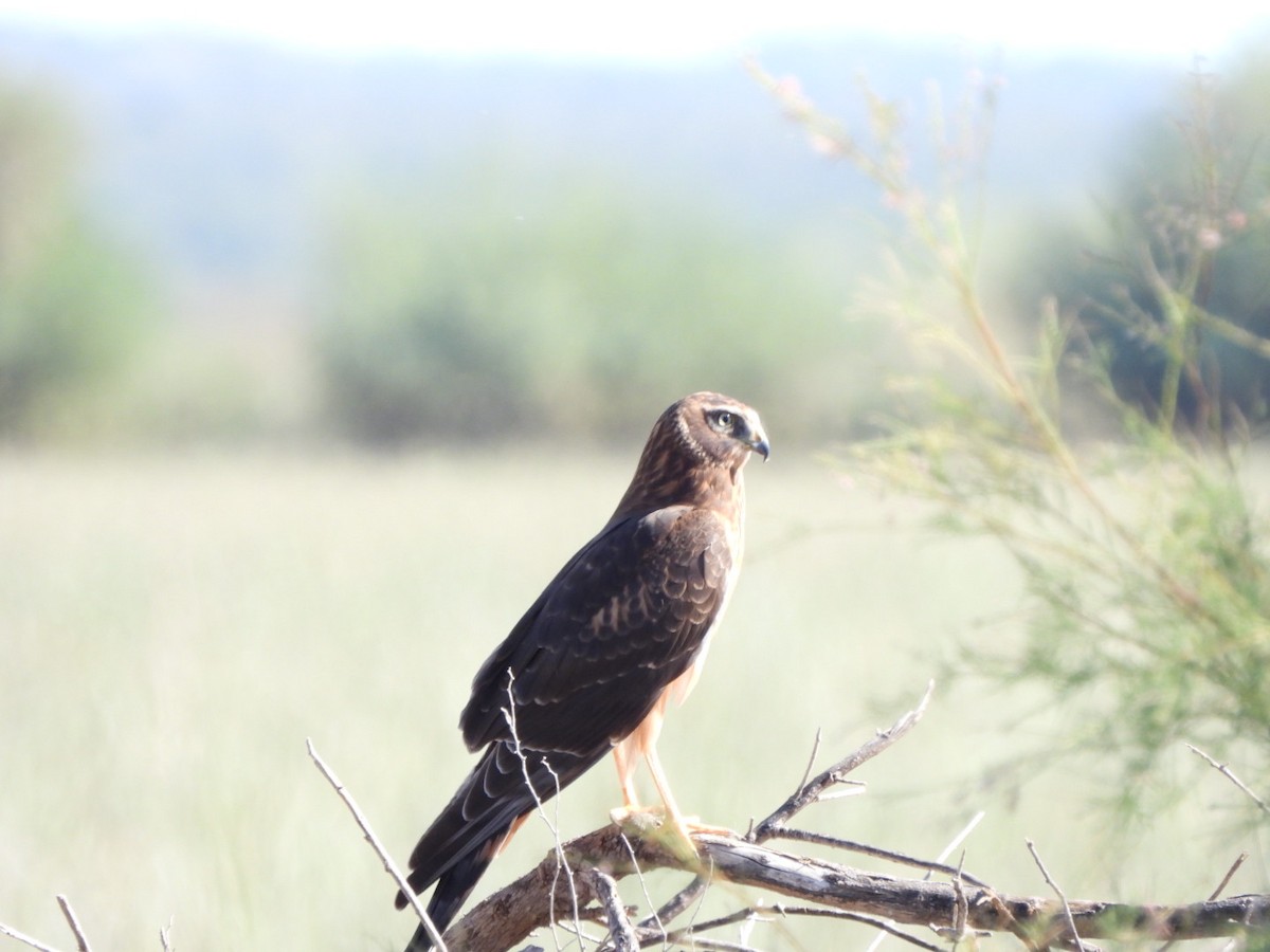 Northern Harrier - ML643791799