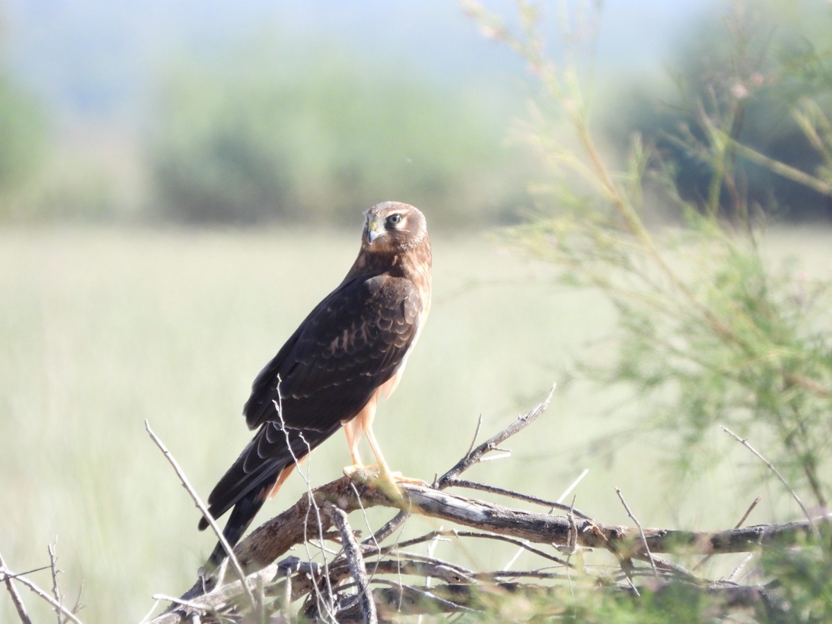 Northern Harrier - ML643791802