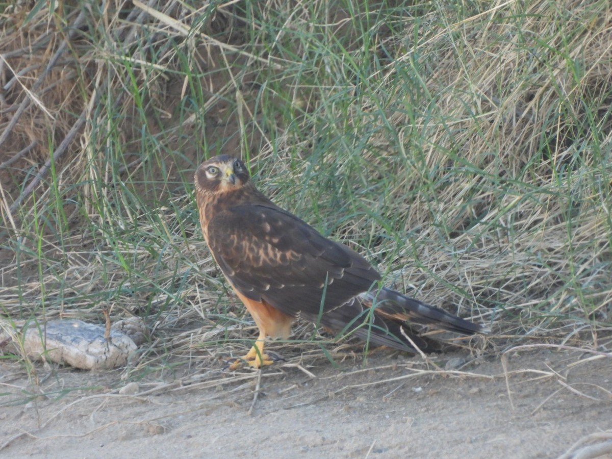Northern Harrier - ML643791803