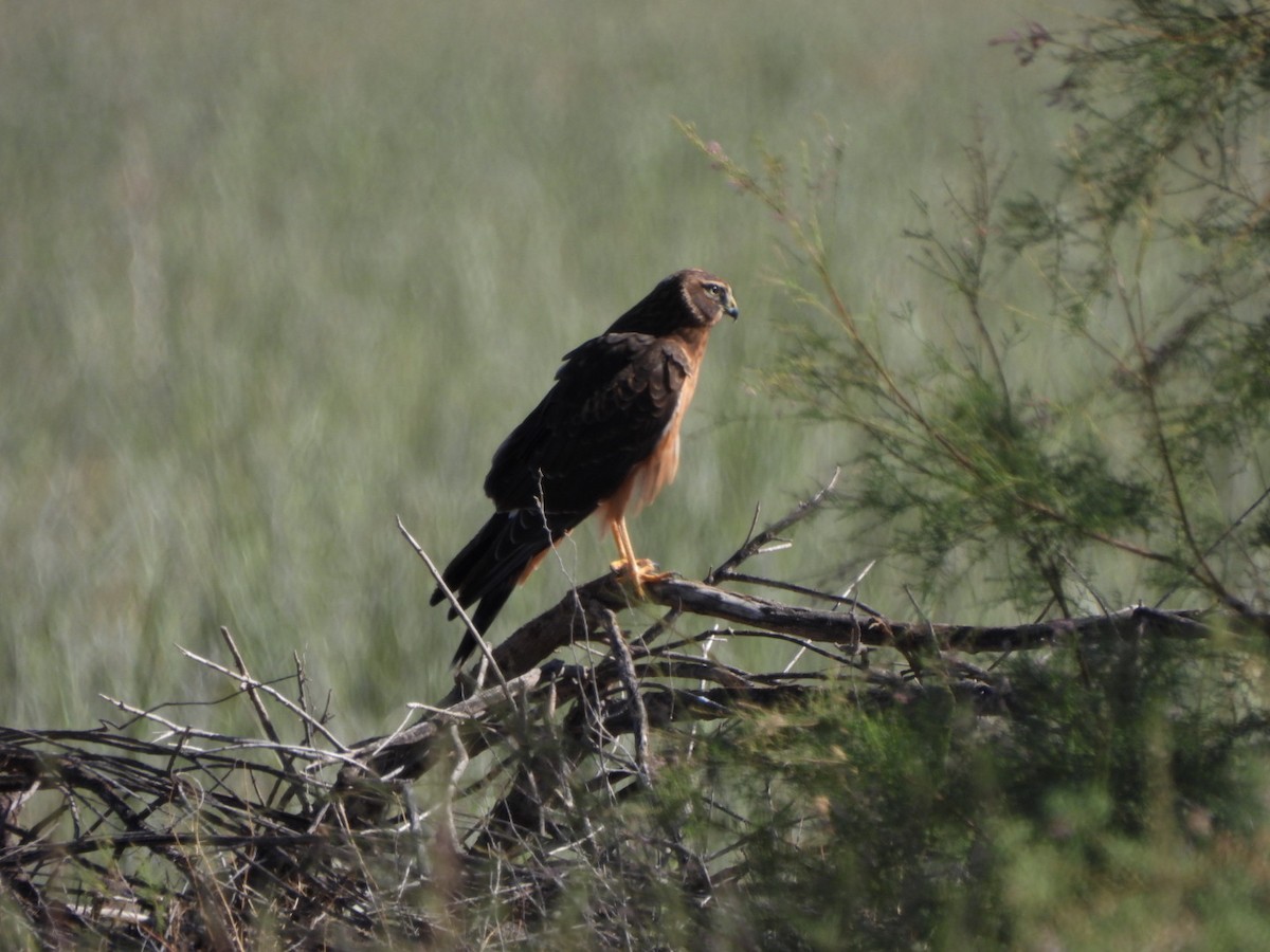 Northern Harrier - ML643791805