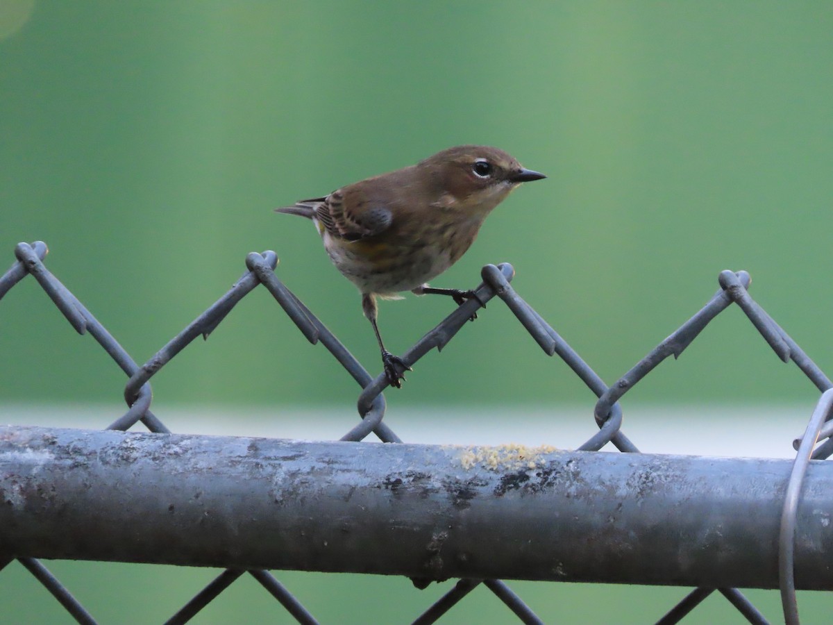 Yellow-rumped Warbler (Myrtle) - ML643791810