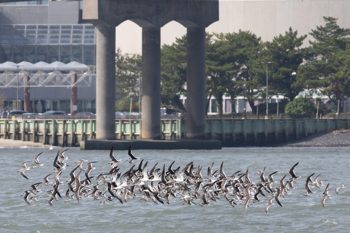 Black Skimmer - ML643791820