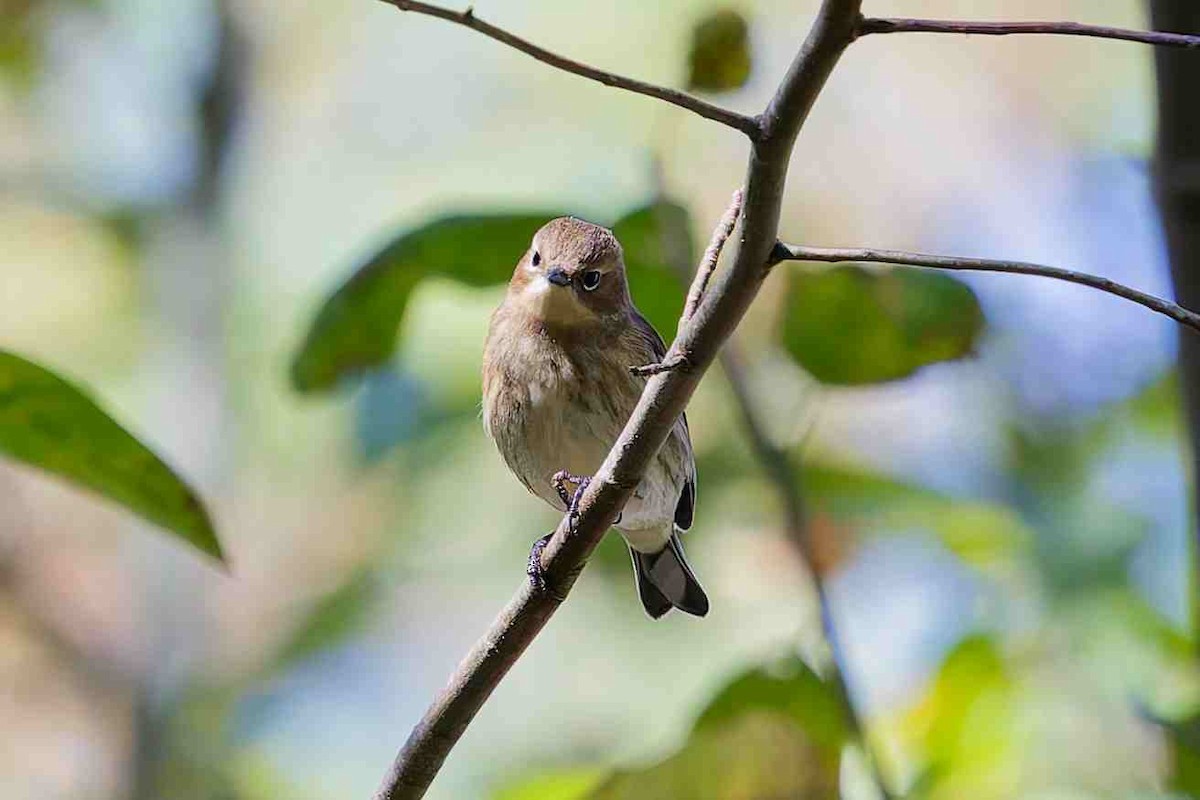 Yellow-rumped Warbler - ML643791830