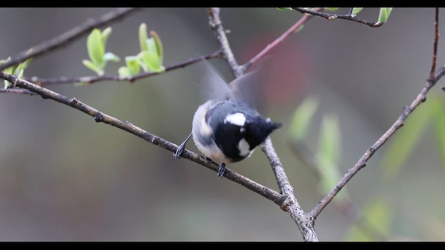 Mésange noire (groupe aemodius) - ML643791849