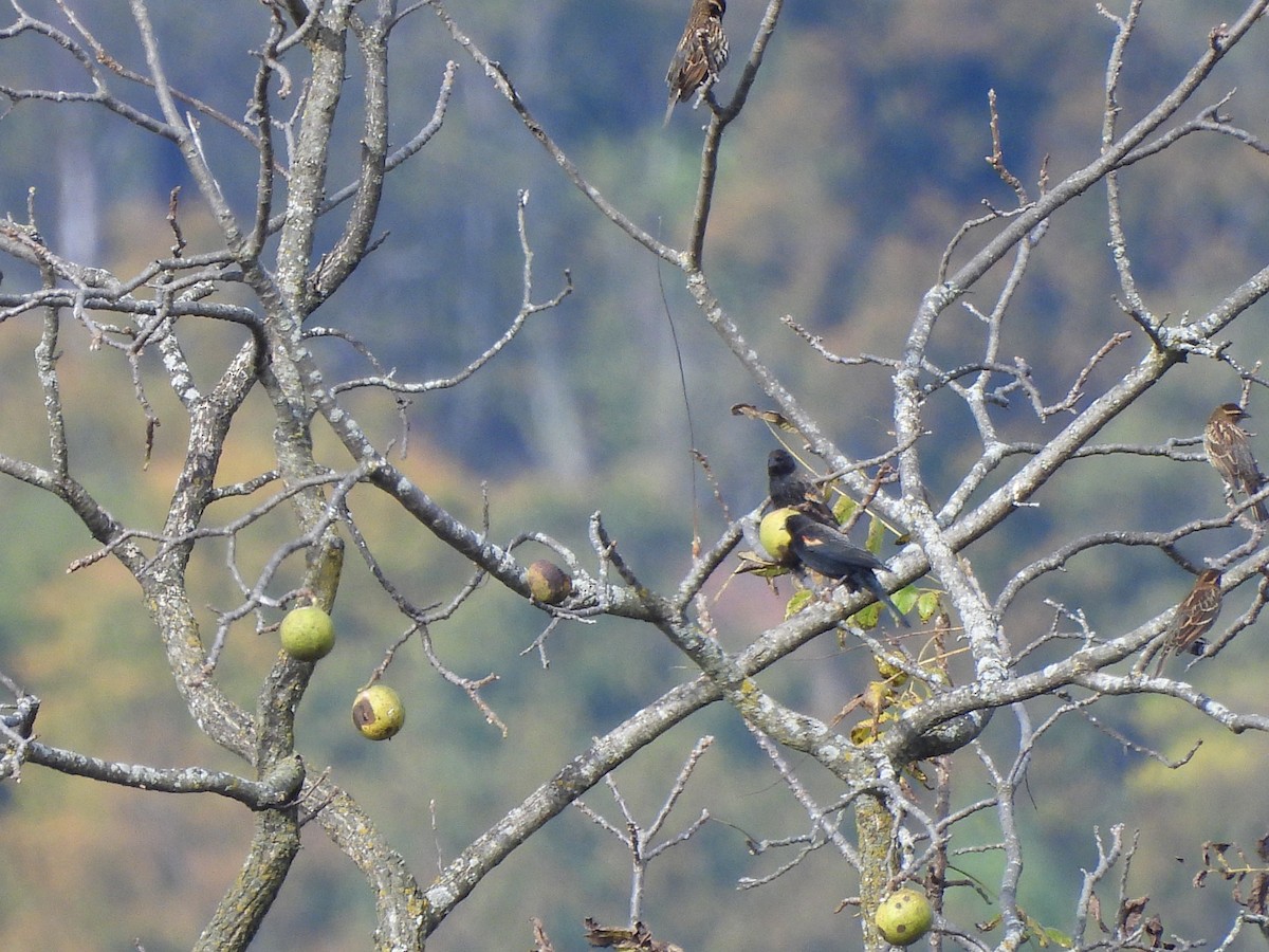 vlhovec červenokřídlý - ML643791866