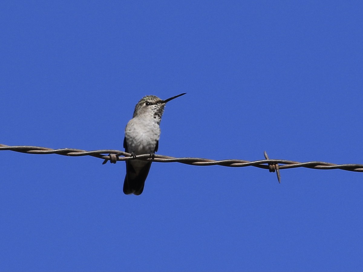 Anna's Hummingbird - ML643791889