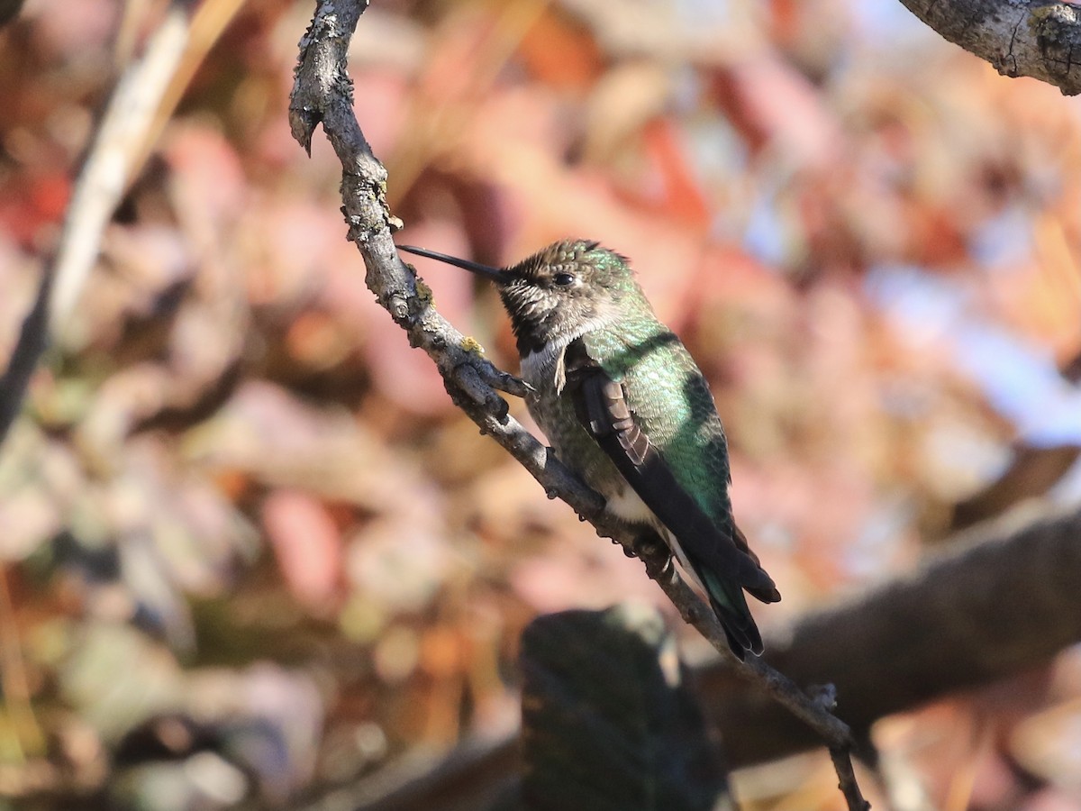 Anna's Hummingbird - ML643791890