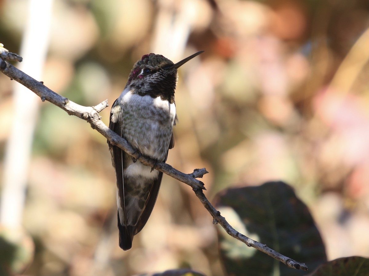 Anna's Hummingbird - ML643791891