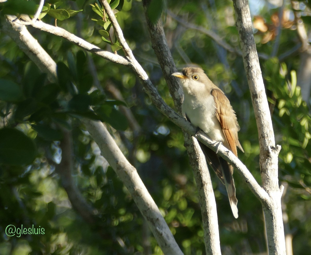 Yellow-billed Cuckoo - ML643791911