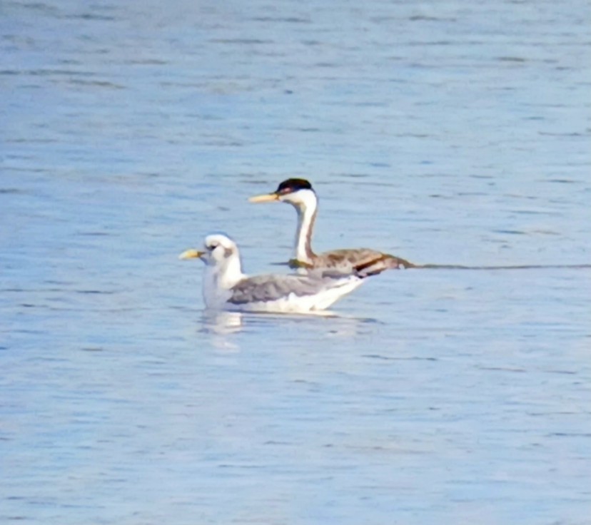 Mouette tridactyle - ML643791924