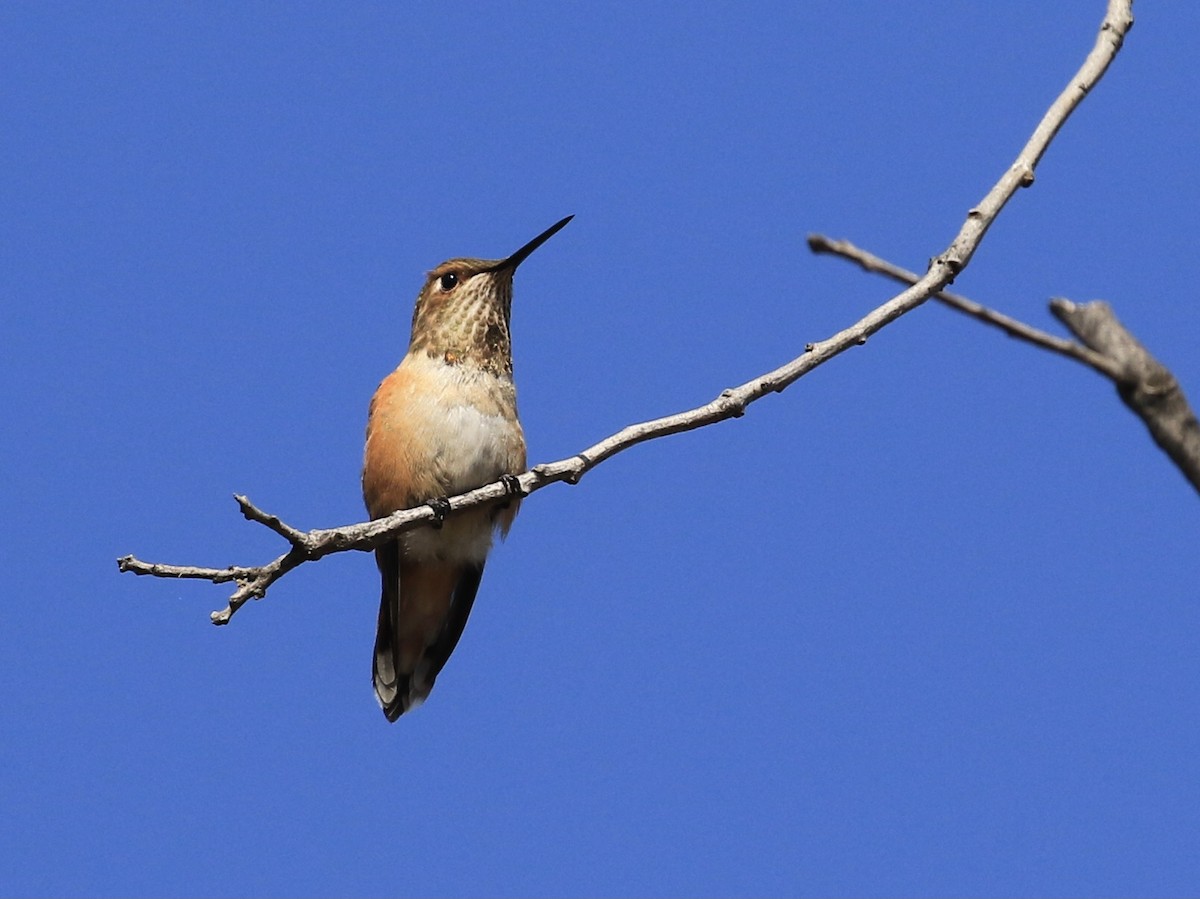 Rufous Hummingbird - ML643791933