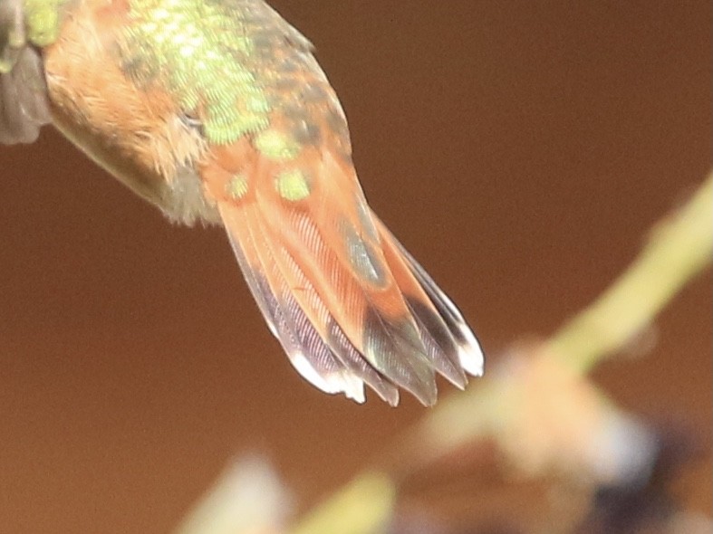 Rufous Hummingbird - ML643791934