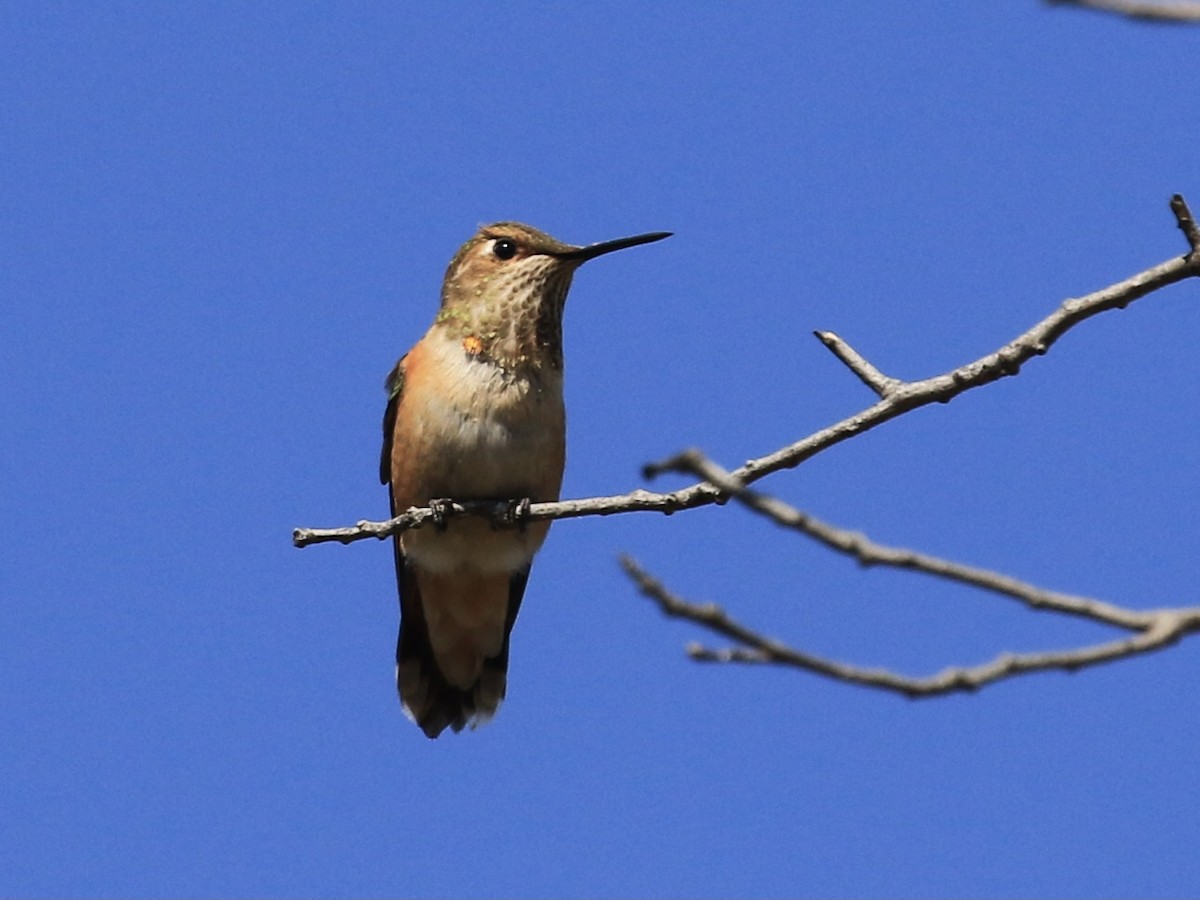 Rufous Hummingbird - ML643791935