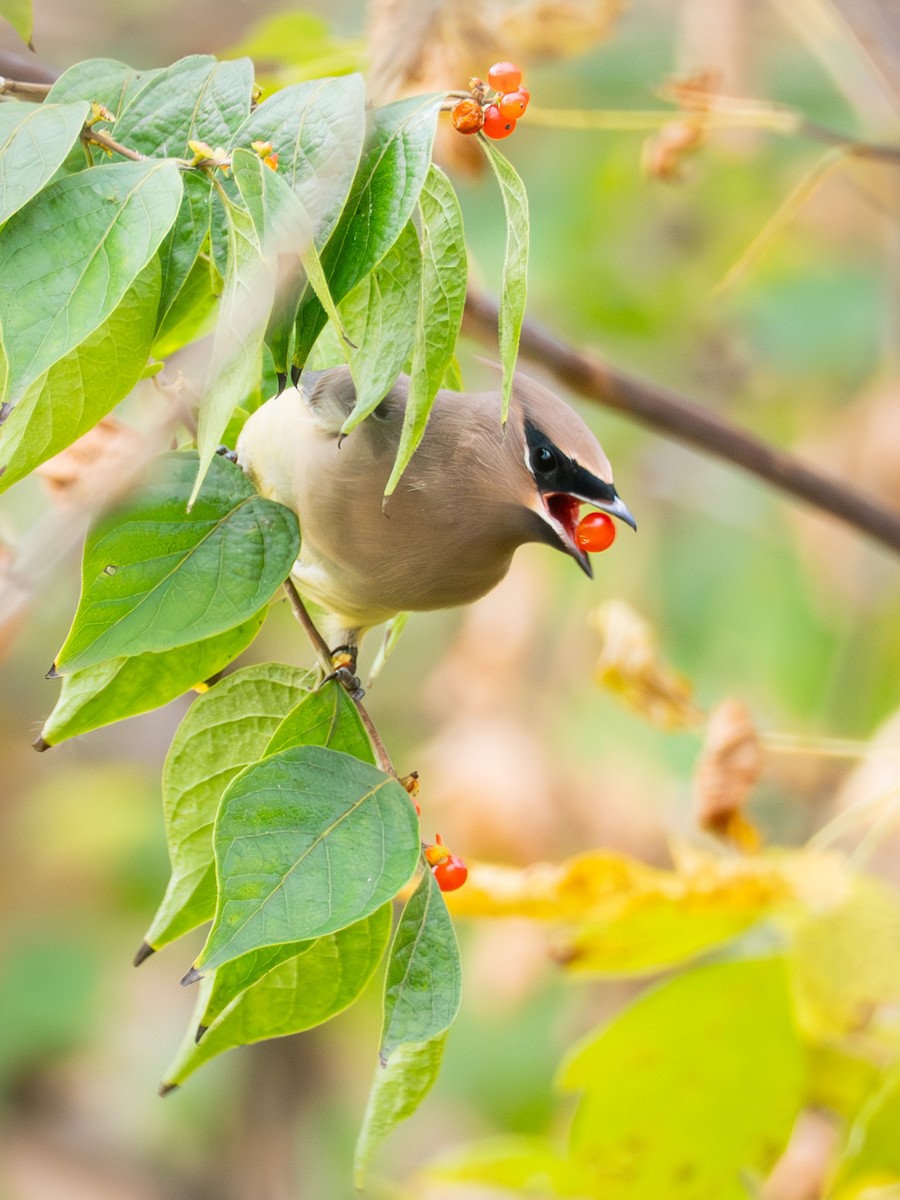 Cedar Waxwing - ML643791936
