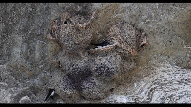 Nepal House-Martin - ML643791942