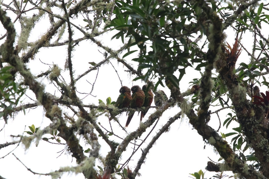 Brown-breasted Parakeet - ML643791956
