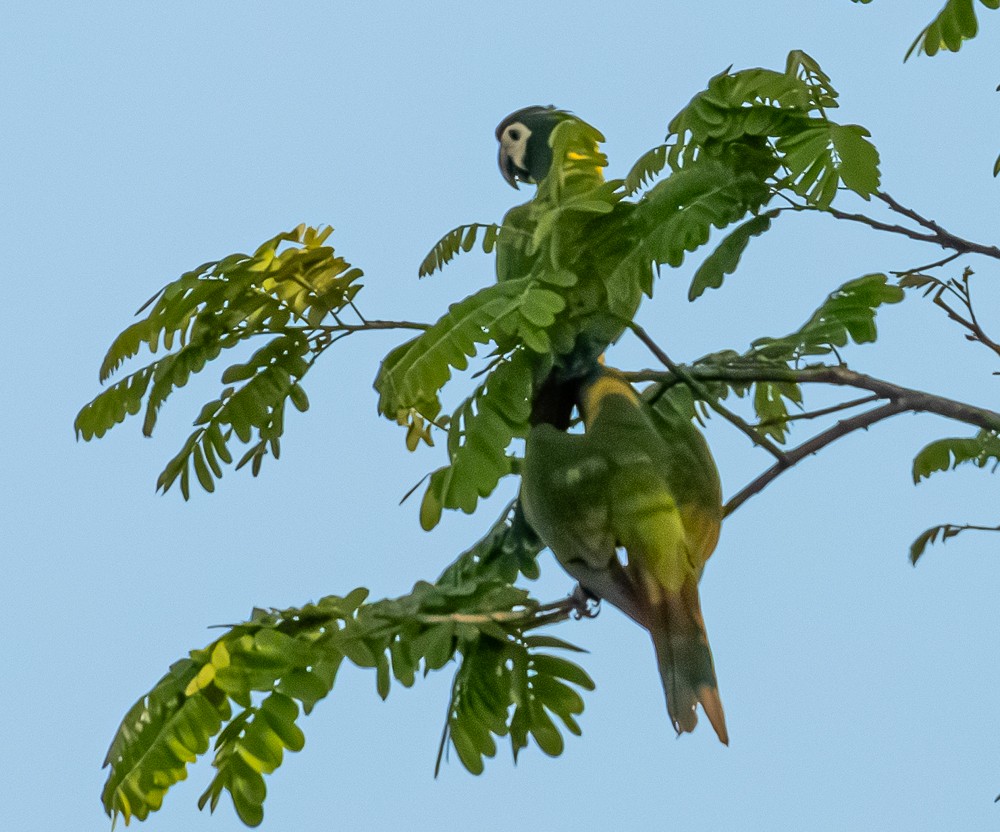 Yellow-collared Macaw - ML643791959