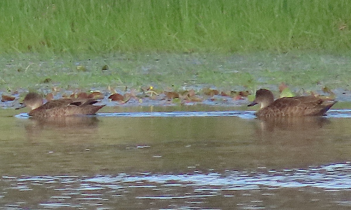 Chestnut Teal - ML643791960