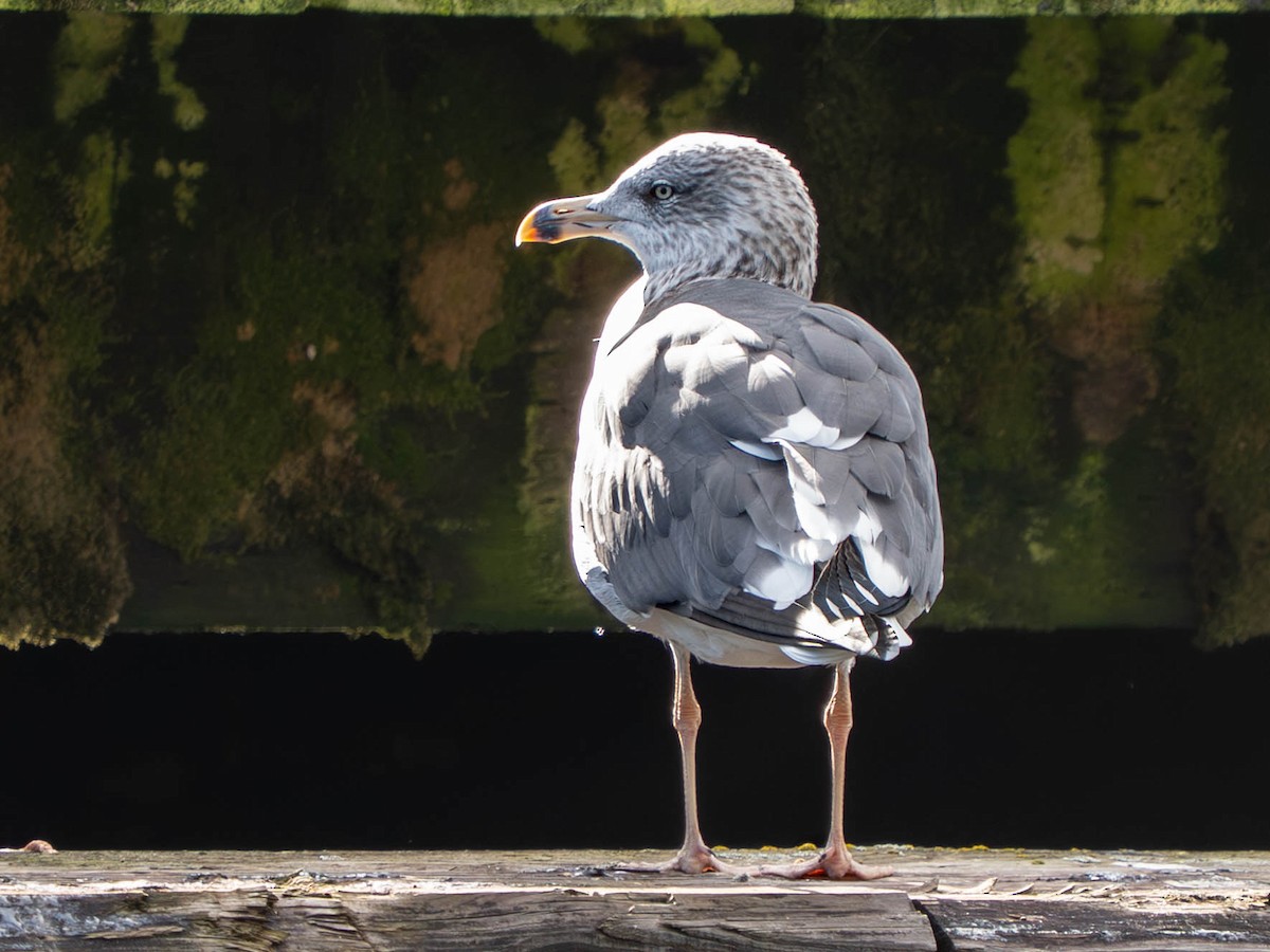 Lesser Black-backed Gull - ML643791961