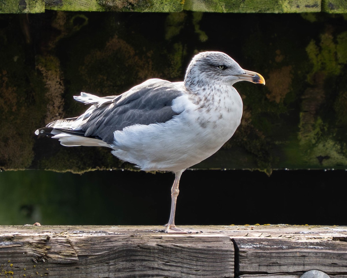 Lesser Black-backed Gull - ML643791962