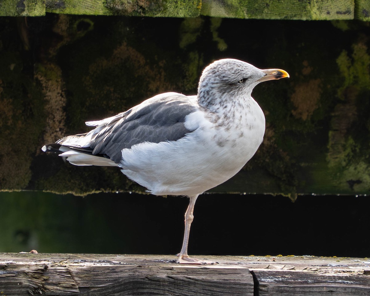 Lesser Black-backed Gull - ML643791963