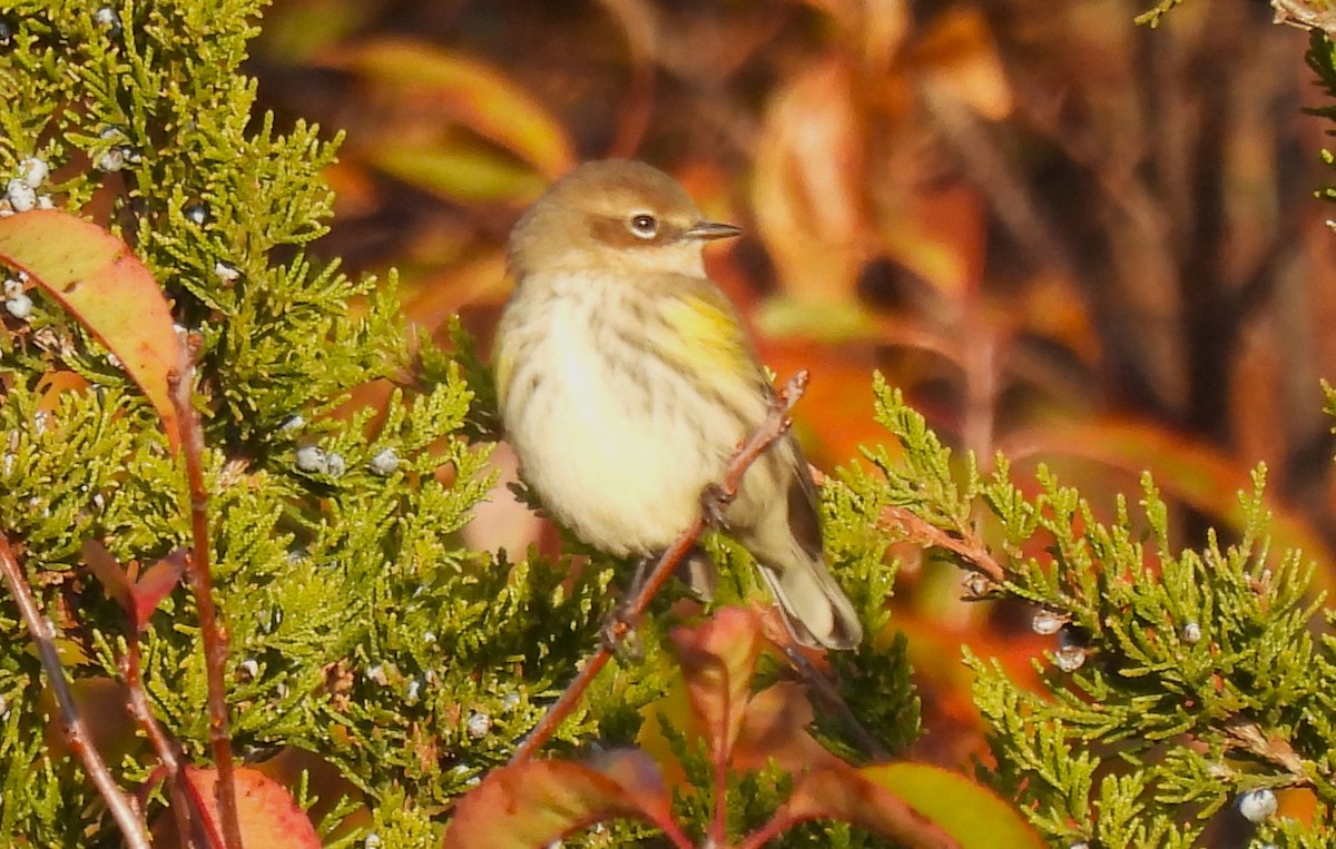 Yellow-rumped Warbler - ML643791964