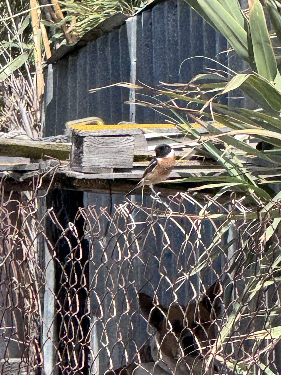 European Stonechat - ML643791974