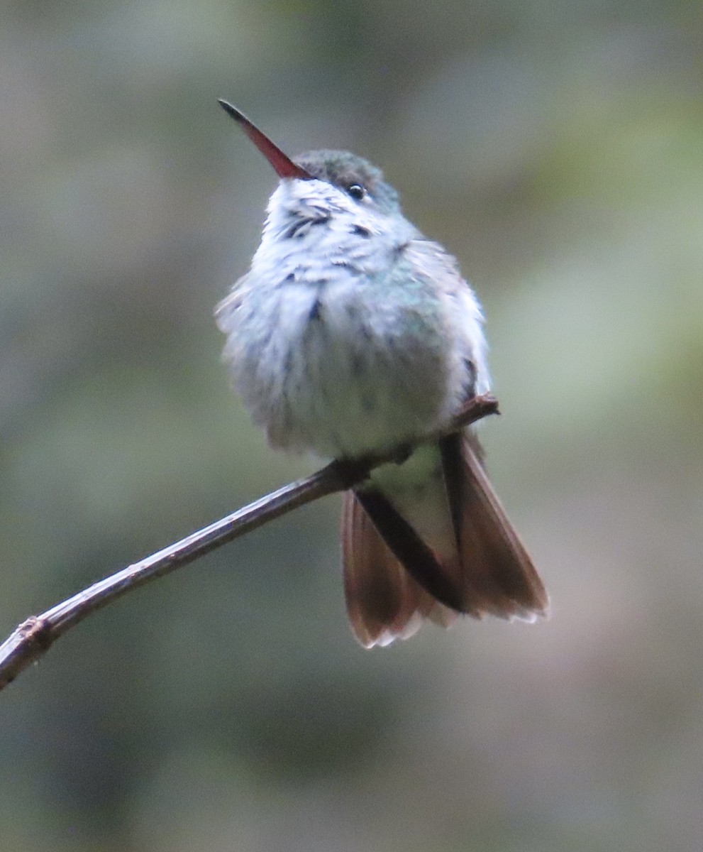 Green-and-white Hummingbird - ML643791976