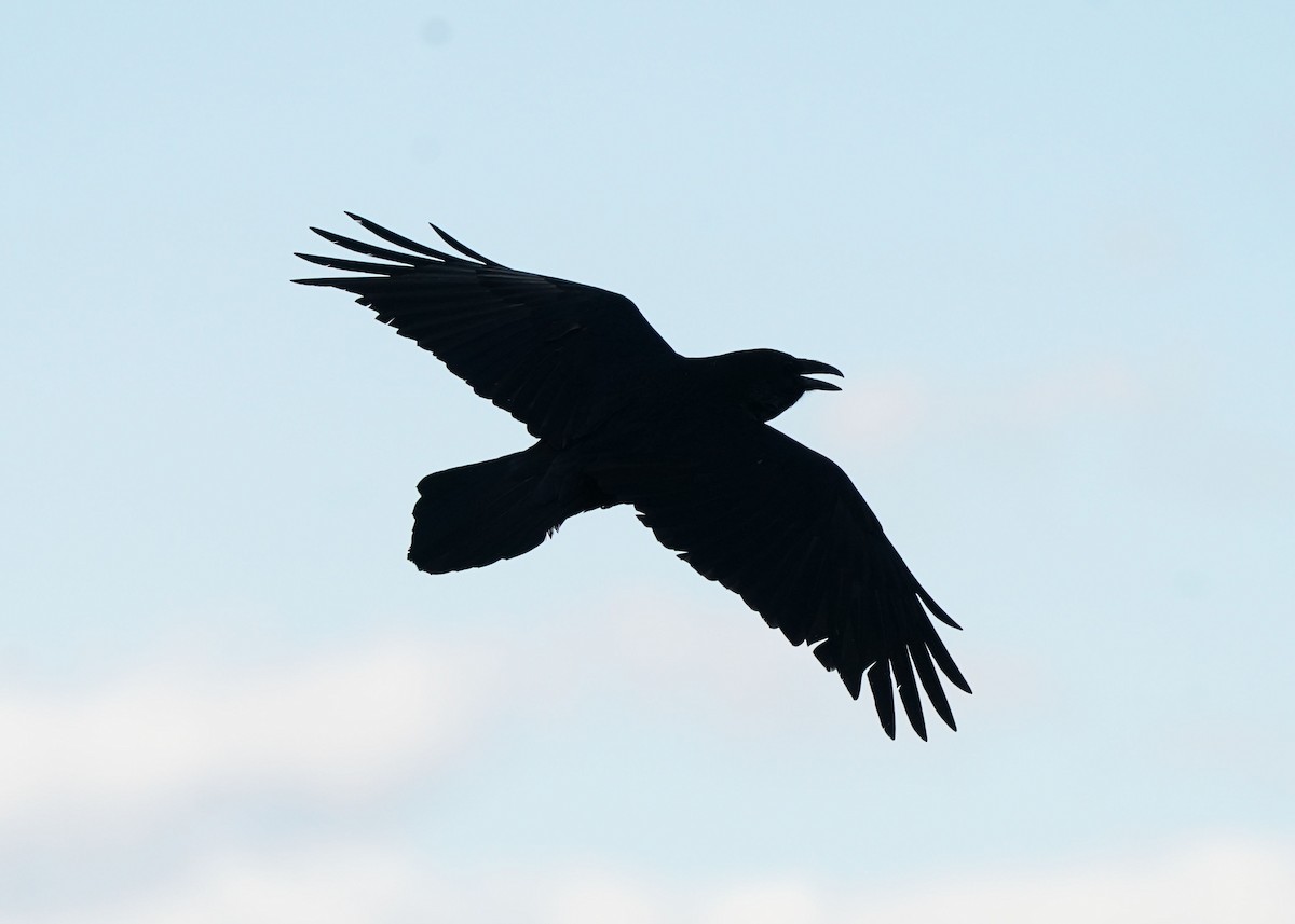 Grand Corbeau - ML643791978