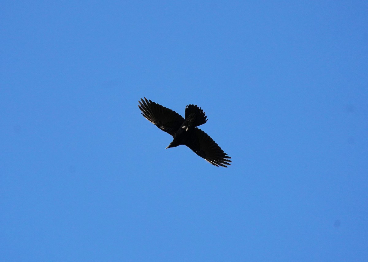 Grand Corbeau - ML643791989