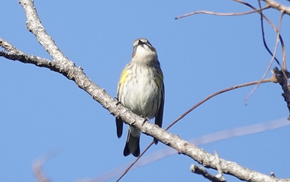 Yellow-rumped Warbler (Myrtle) - ML643791999