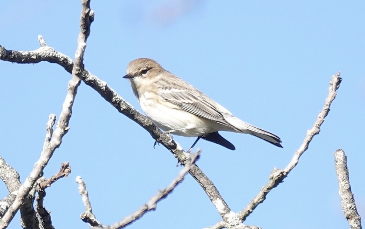 Yellow-rumped Warbler (Myrtle) - ML643792000