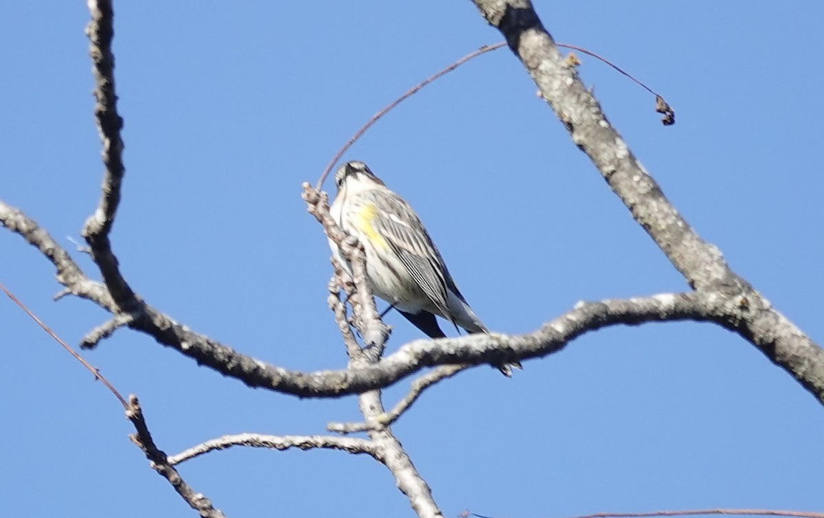 Yellow-rumped Warbler (Myrtle) - ML643792001
