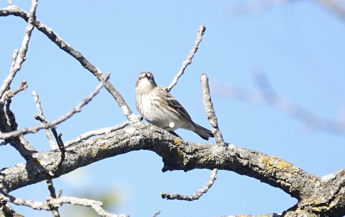 Yellow-rumped Warbler (Myrtle) - ML643792002