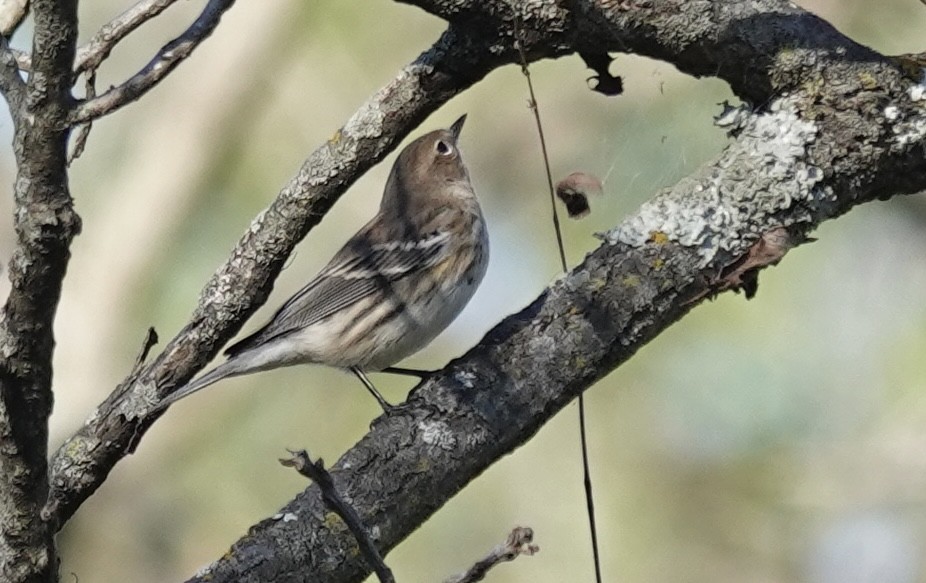 Yellow-rumped Warbler (Myrtle) - ML643792003